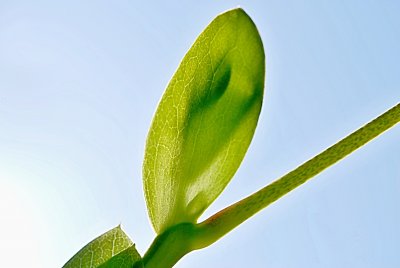Liriodendron tulipifera - liliovník tulipánokvětý - pupen (77)